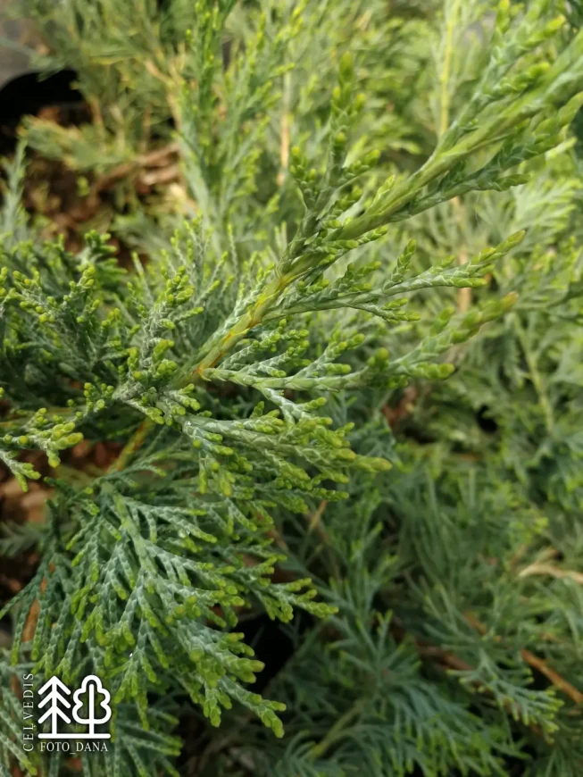 Juniperus sargentii